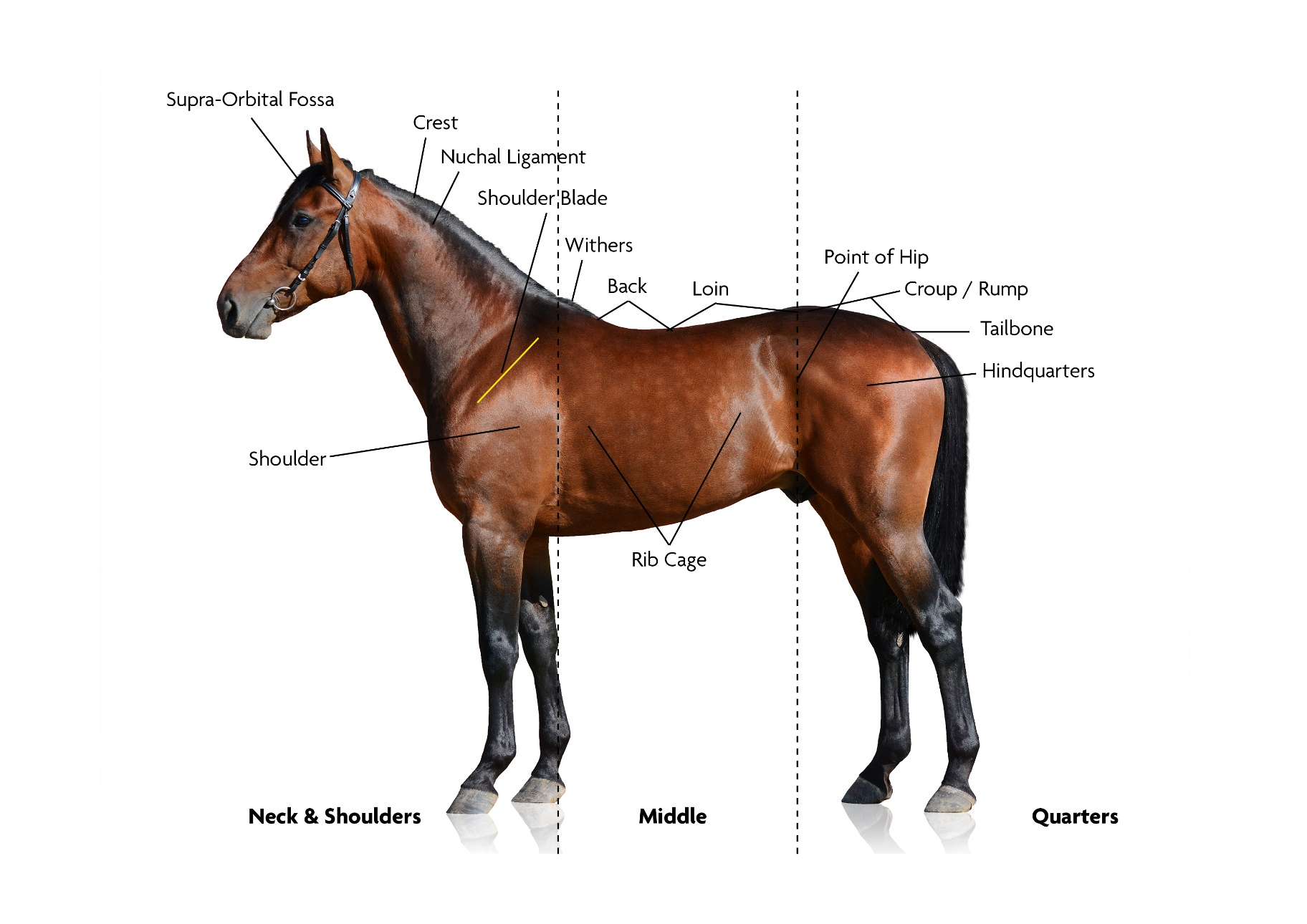 Fat Scoring | Fat or Fit – How to Score Your Horse | Dodson Horrell